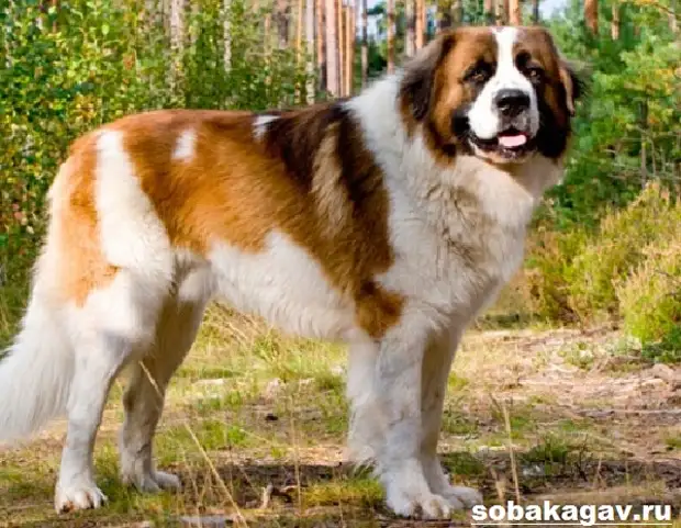 Московская сторожевая собака. Описание, особенности, уход и цена породы