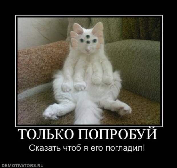 Демотиваторы про котэ, почти как котоматрицы!