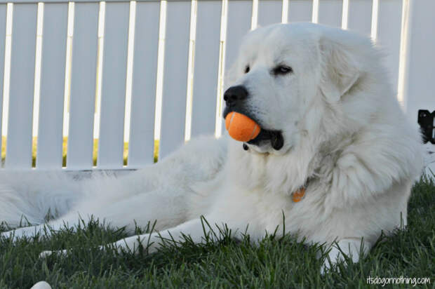 The struggles of a Great Pyrenees who just won't change his routine.