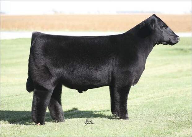 fluffy-cows4