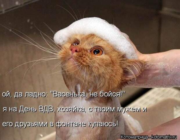 Лучшие котоматрицы недели