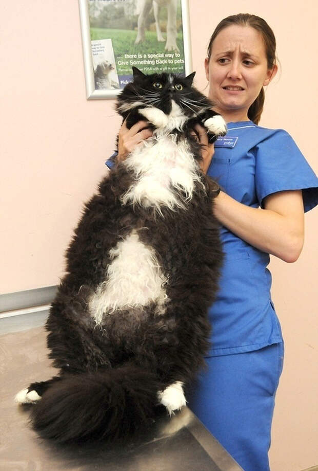 Толстячок кот