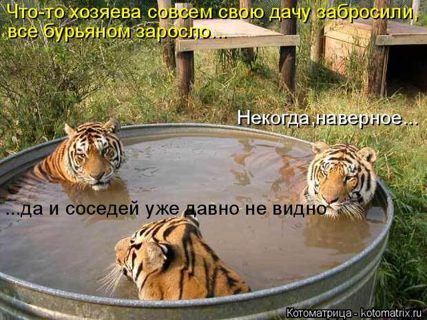 Котоматрица: Что-то хозяева совсем свою дачу забросили, все бурьяном заросло... Некогда,наверное... ...да и соседей уже давно не видно