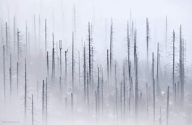 NewPix. ru - Облачный Лес - Лесные пейзажи от фотографа Kilian Schonberger