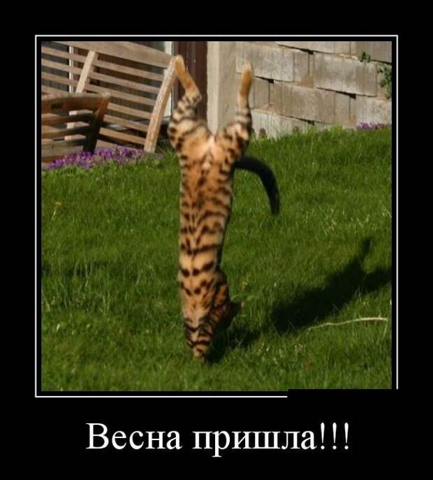 Демотиваторы  демотиваторы, прикол, смех, юмор