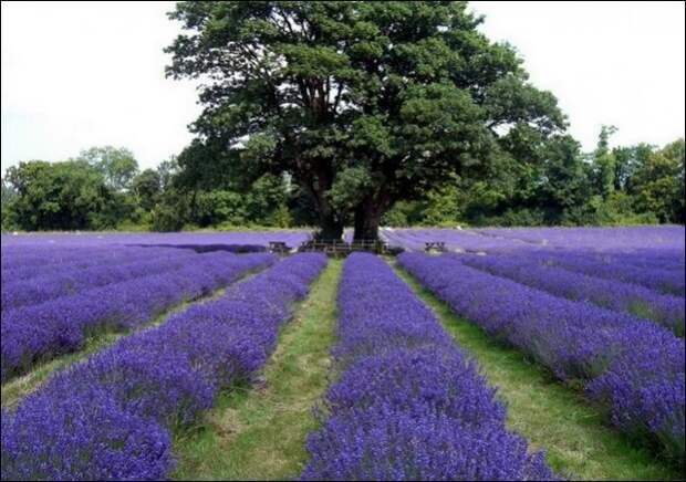 Лавандовые поля под голубым небом Франции. Лавандовые поля под голубым небом Франции.