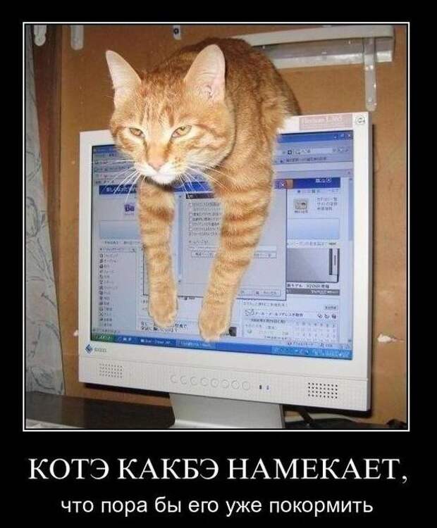 Демотиваторы (50 фото)