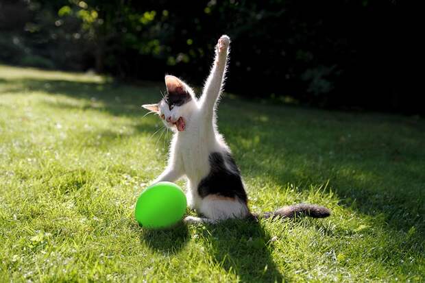 lolcats20 100 лучших фотографий кошек всех времен и народов