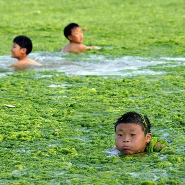 зеленый прилив в Китае
