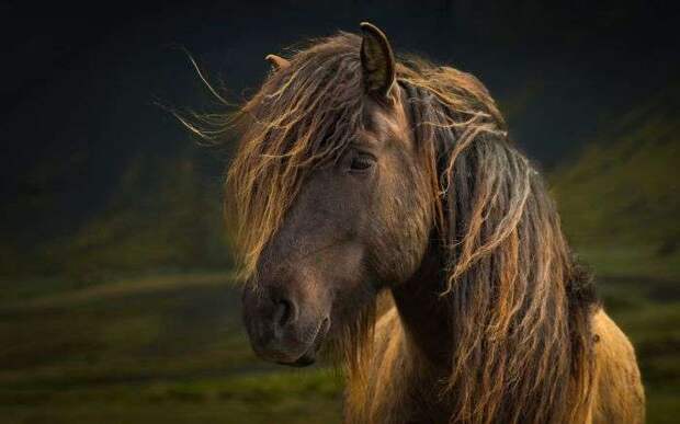 Юмор в каждой фотографии