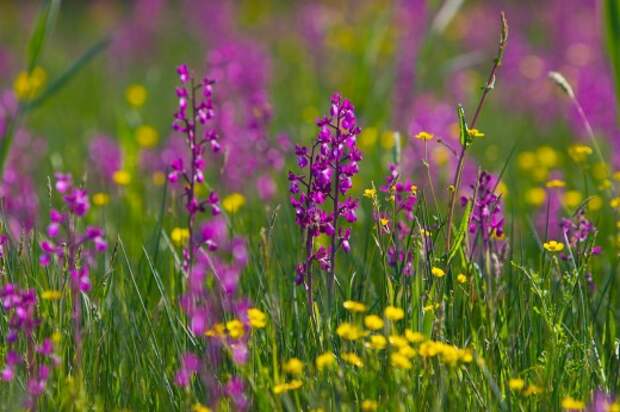 Анакамптис рыхлоцветковый (Anacamptis laxiflora) ранее выделялся как вид ятрышник рыхлоцветковый (orchis laxiflora)
