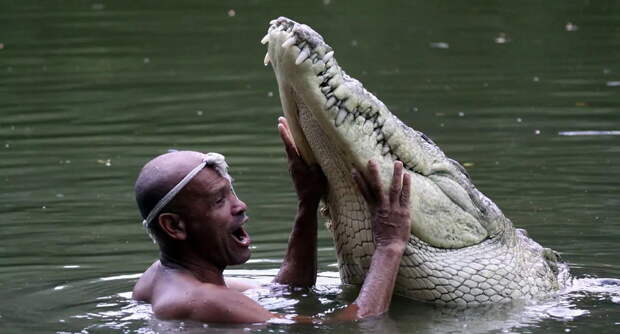 Крокодил Почо, который 22 года дружил с человеком и спал у него на веранде