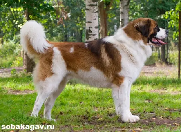 Московская сторожевая собака. Описание, особенности, уход и цена породы