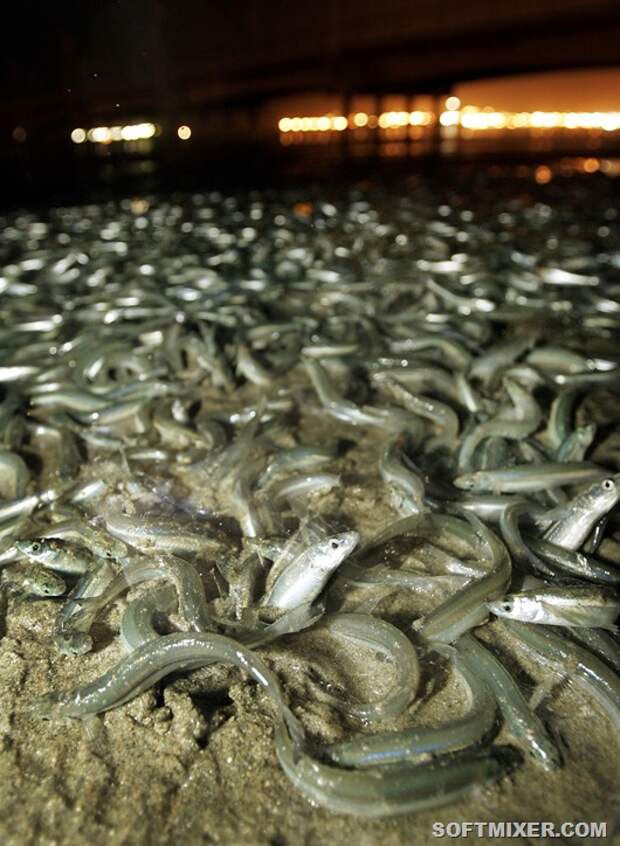 la-me-ln-grunion-fish-run-southern-california-20150322