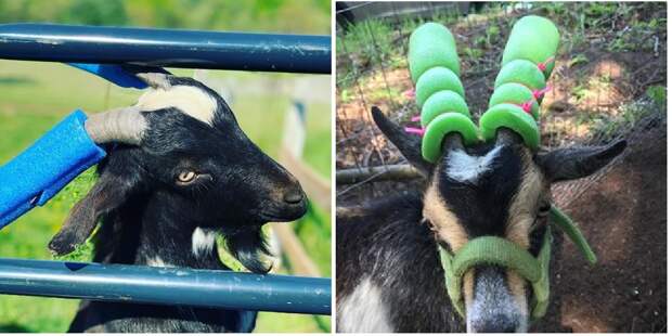 Картинки по запросу goat with pool noodles on horns