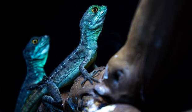 Илистых прыгунов и василисков теперь можно увидеть в «Москвариуме» на ВДНХ