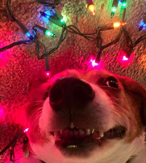 Прикольные картинки. Вечерний выпуск (54 фото)