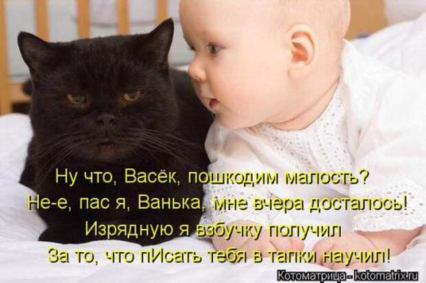 Котоматрицы(картинки с надписями)