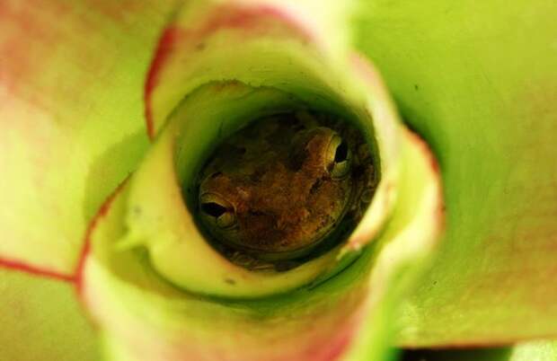 Mandatory Credit: Photo by Auscape/UIG/REX Shutterstock (3810926a) Cuban tree frog hiding in bromeliad in garden, The largest tree frog in North America, Florida, USA VARIOUS