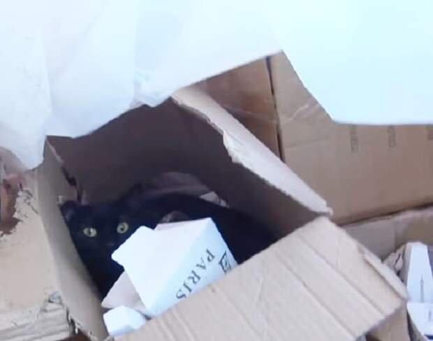 Кошка в ящике