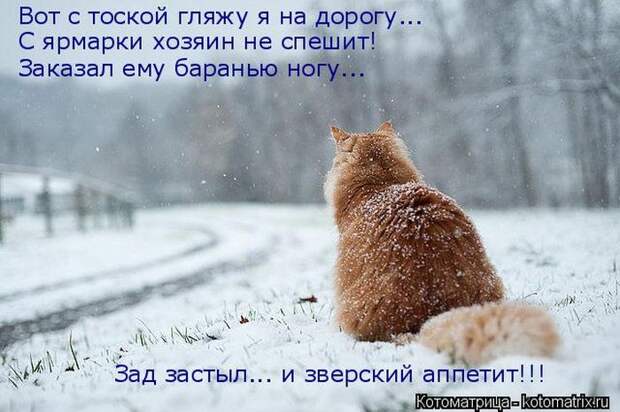 Лучшие котоматрицы недели (50 фото)