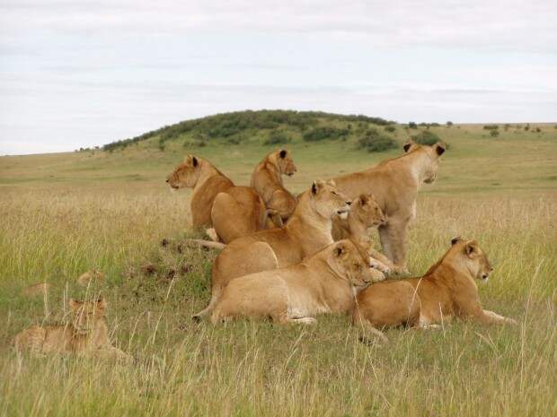 Львы (лат. Panthera leo) (англ. Lions)