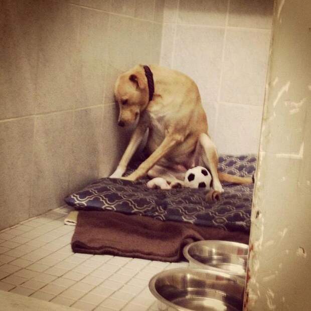 Самая грустная собака в мире, грустная история собаки