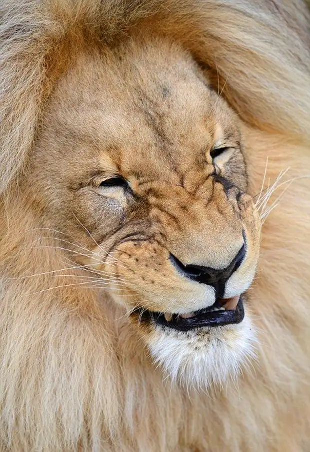 Как называются волосы у льва