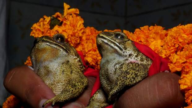 Верующие индийцы призывают дождь с помощью «лягушачьей свадьбы»