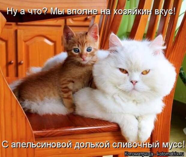 Новая котоматрица (28 фото)