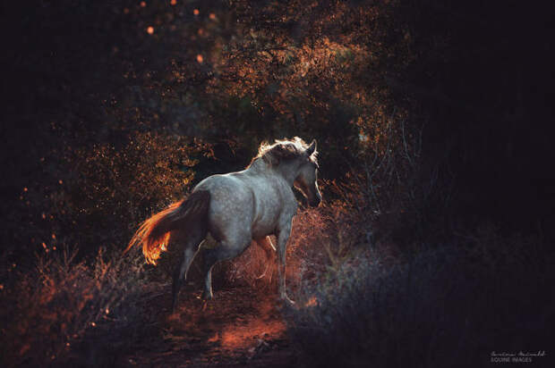Лошадь — это красиво! 18 завораживающих фотографий свободолюбивых скакунов