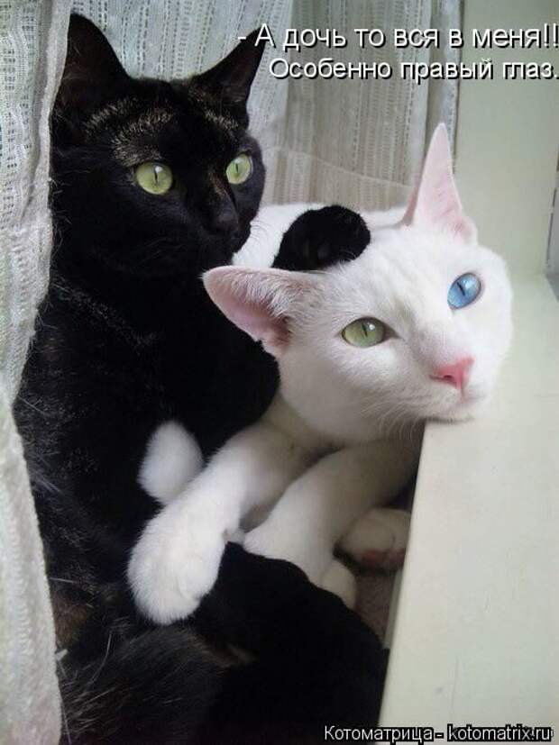 Лучшие котоматрицы недели