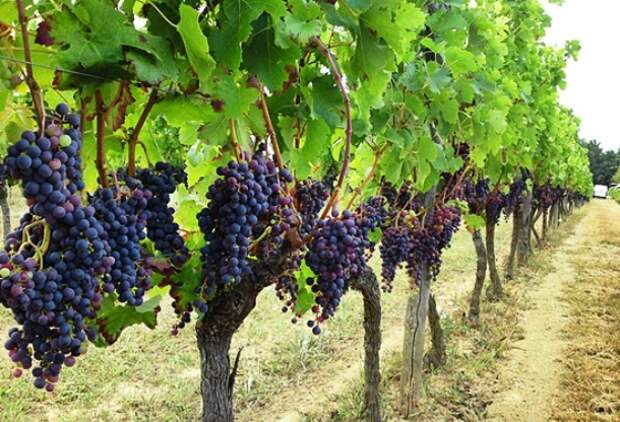 corkandcuisinepv.com-french-vineyard