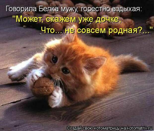 Лучшие котоматрицы недели