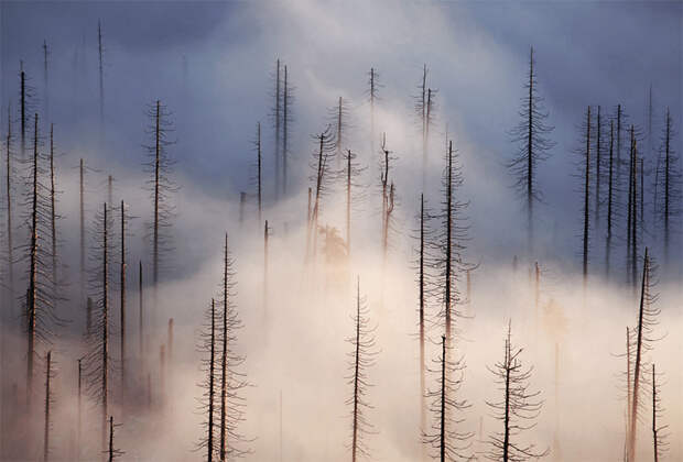 NewPix. ru - Облачный Лес - Лесные пейзажи от фотографа Kilian Schonberger