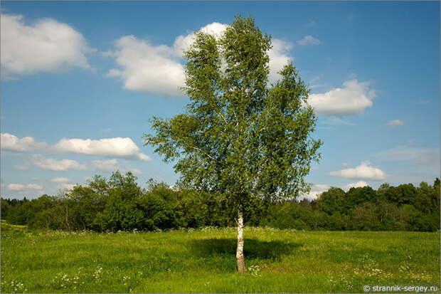 Русская природа - цветы