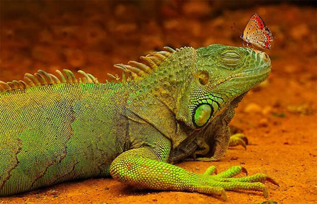 5134 40 самых удачных фотографий животных, сделанных в нужный момент