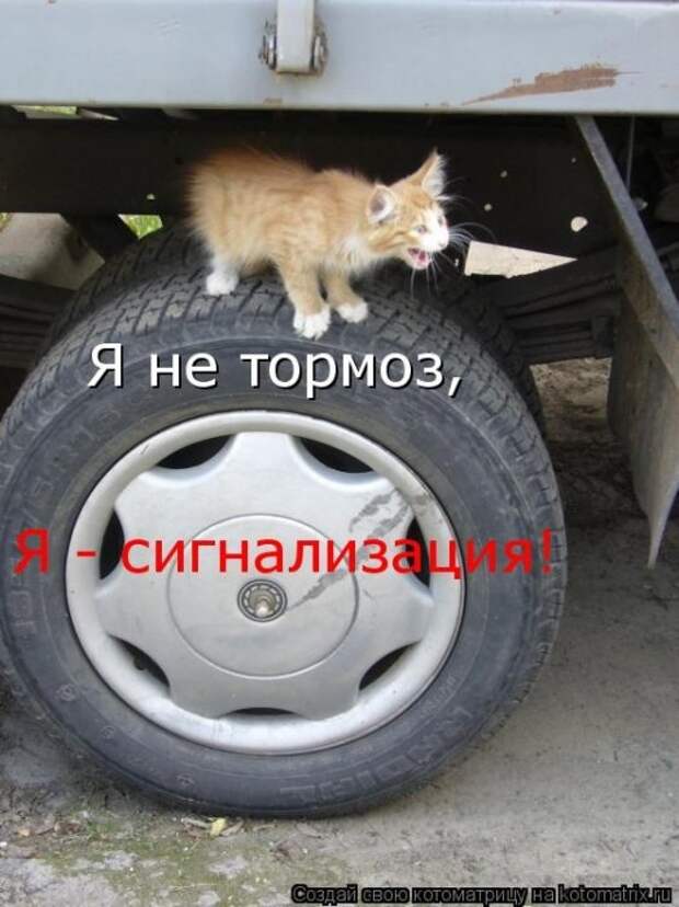 Котоматрица