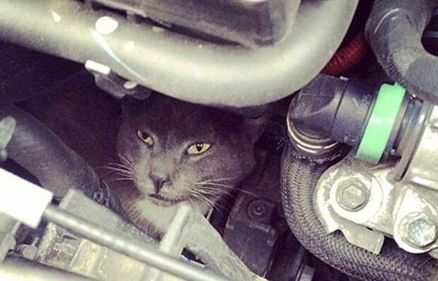 Уважаемые автомобилисты! авто, животные, коты, прикол, юмор