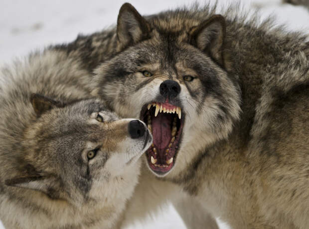 Вот что случится, если запустить волков в лес, где слишком много оленей... Иногда природа жестока