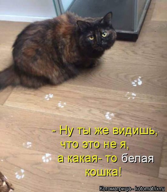 Лучшие котоматрицы недели (50 фото)
