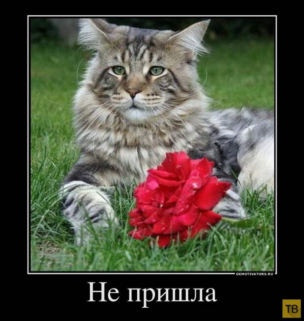 Подборка демотиваторов 14. 10. 2014 (31 фото)
