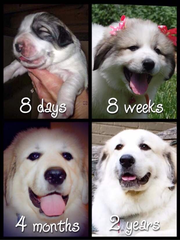 How badger marks change on Great Pyrenees