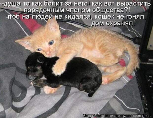 Котоматрицы великолепные, каждая с кусочком позитива и хорошего настроения!!!