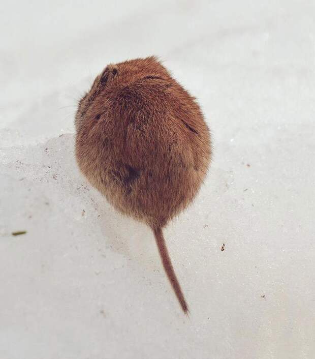 Hokkaido  cute animals, Хоккайдо милые животные