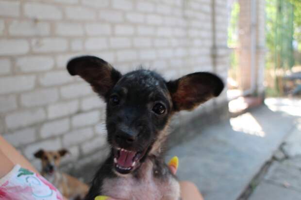 Спасение щенка животные, история, спасение животного, щенок