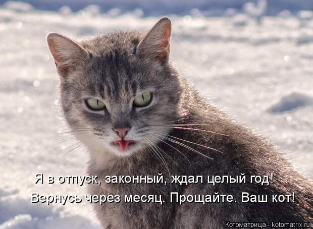 Котоматрица: Я в отпуск, законный, ждал целый год! Вернусь через месяц. Прощайте. Ваш кот!