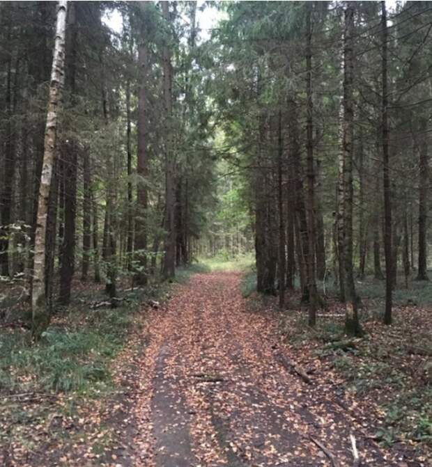 Гуляя по лесу, внимательно смотри под ноги