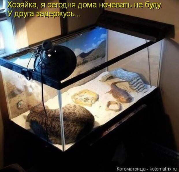 Новая котоматрица для всех (23 фото)