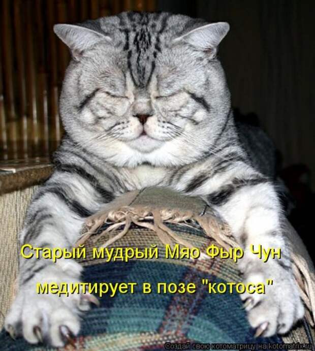 Лучшая котоматрица недели на Бугаге (30 фото)